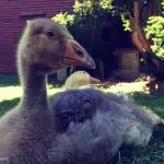 Goslings raised in the Kurgan region