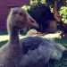 Lindovskaya breed of geese: advantages, disadvantages, breeding features and photos