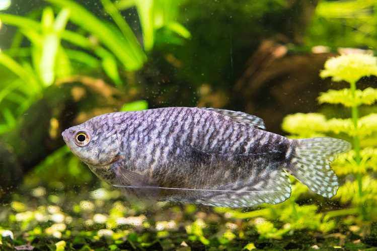 Gourami &#8211; unpretentious, bright and amazing