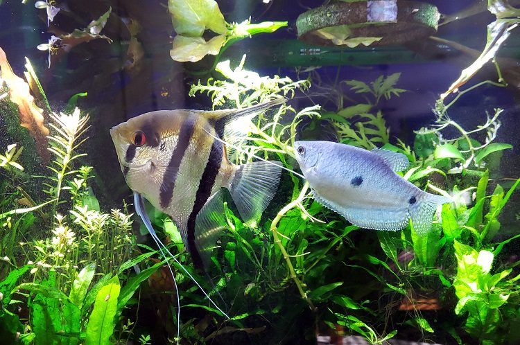 Gourami - unpretentious, bright and amazing