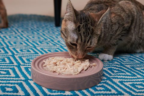 Կատուների կեր առանց հացահատիկի. այն, ինչ դուք պետք է իմանաք