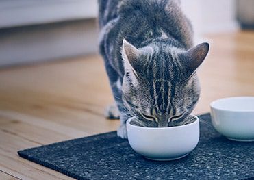 Grain-Free Cat Food: What You Need to Know