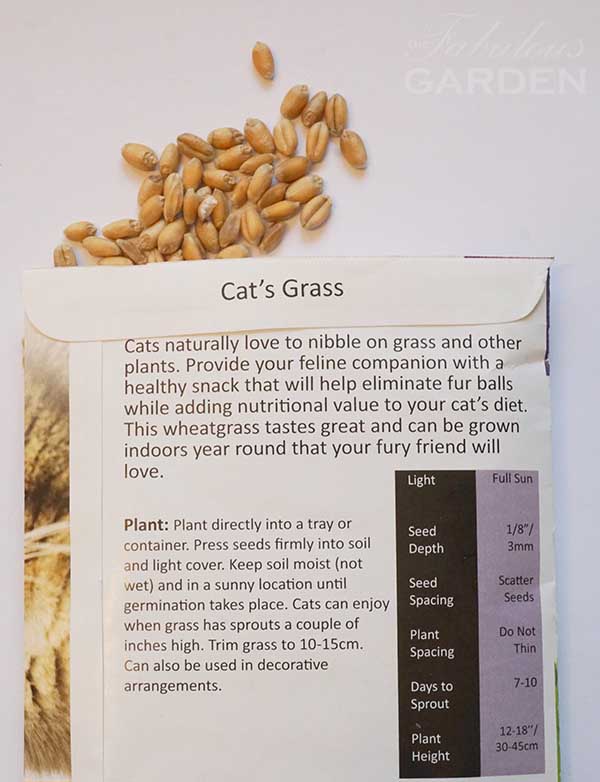 Grass for cats: instructions for use