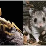 Grasshopper hamster, aka scorpion