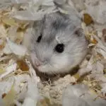 Gray hamster (photo)