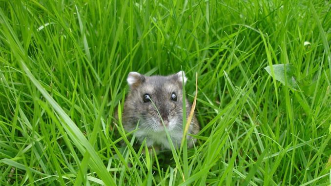 Gray hamster (photo)