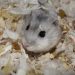 Campbell&#8217;s hamster: description of the breed, care and maintenance, life expectancy