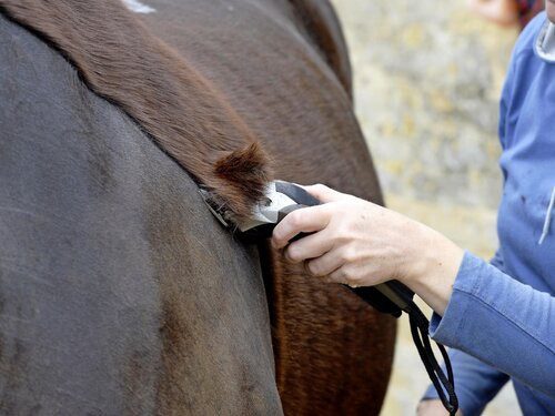 Great haircut: How to shave your horse perfectly on the first try