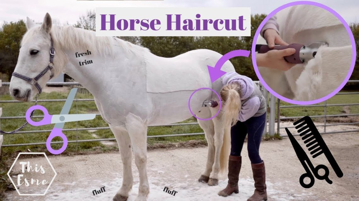 Great haircut: How to shave your horse perfectly on the first try