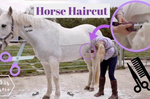 Great haircut: How to shave your horse perfectly on the first try