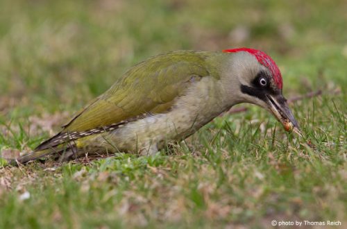 Green woodpecker: description of appearance, nutrition, reproduction and photo