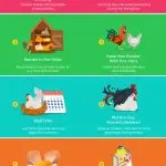 Growing and breeding chickens at home, tips and tricks