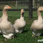 Growing geese at home – how to breed them