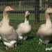 Feeding goslings: how to make a diet with vitamins, requirements for feeders and disease prevention