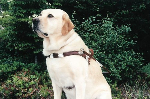 Guide dog: the story of an amazing rescue