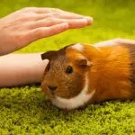 Guinea pig allergy in children and adults: symptoms and treatment