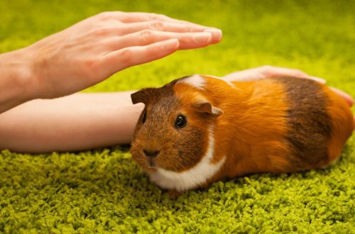 Guinea pig allergy in children and adults: symptoms and treatment