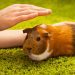 How to potty train a guinea pig in one place