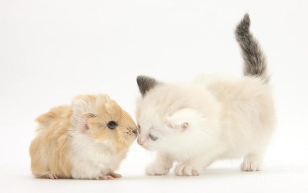 Guinea pig and cat in the same house: will a cat get along with a rodent?