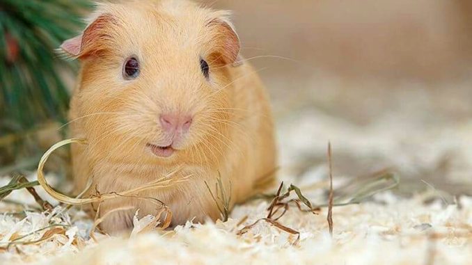 Guinea pig: care and maintenance at home for beginners