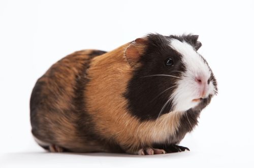 Guinea pig: care and maintenance at home for beginners