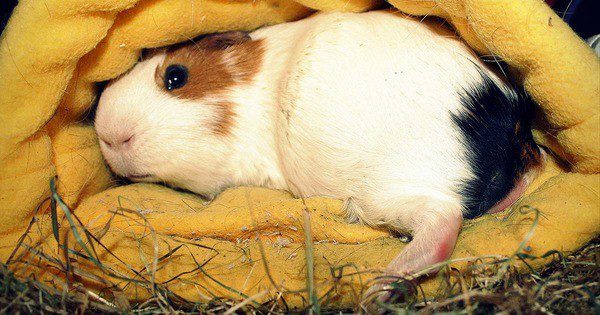 Guinea pig constipation: what to do if the pig does not poop
