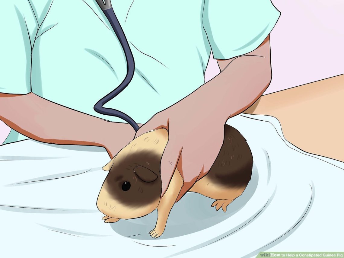Guinea pig constipation: what to do if the pig does not poop