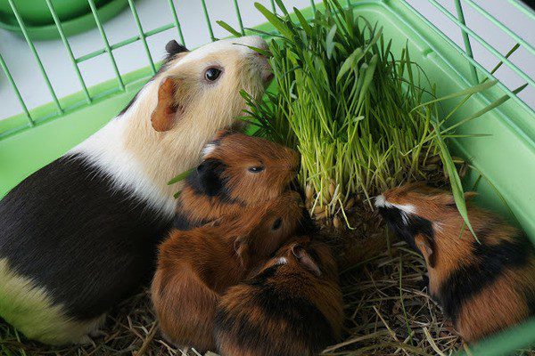 Guinea pig diarrhea: what to do with loose stools?