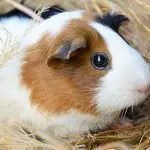 Guinea pig – how many years can this animal live at home?