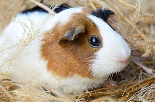Guinea pig &#8211; how many years can this animal live at home?