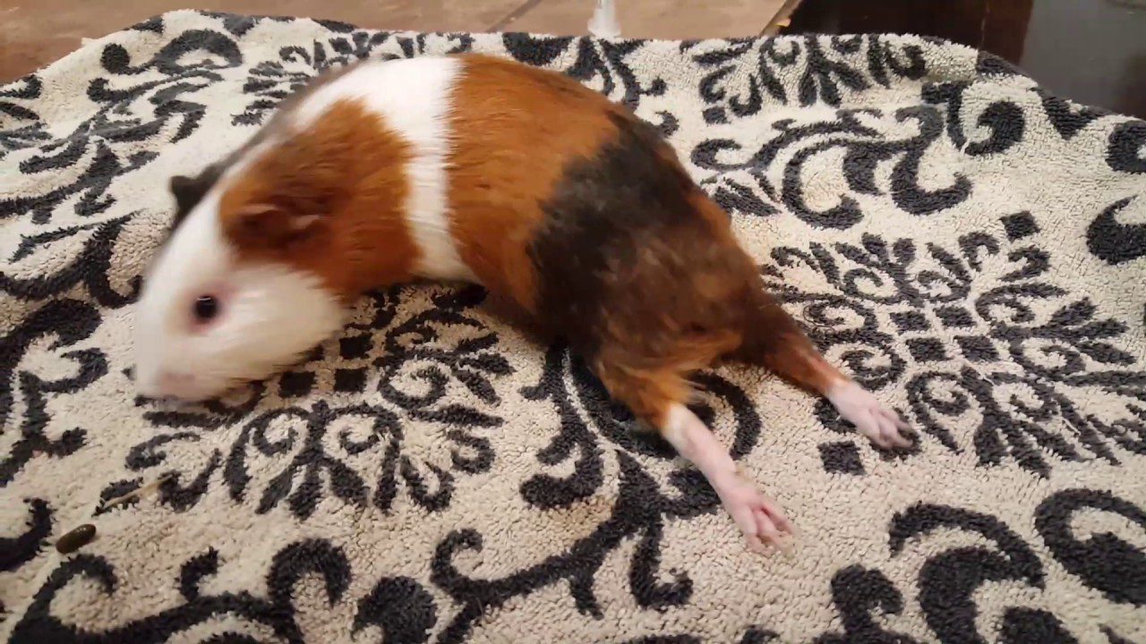 Guinea pigs hind legs failed: causes and treatment