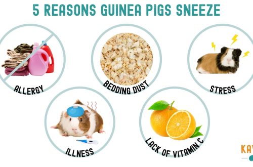 Guinea pig sneezes: what to do?