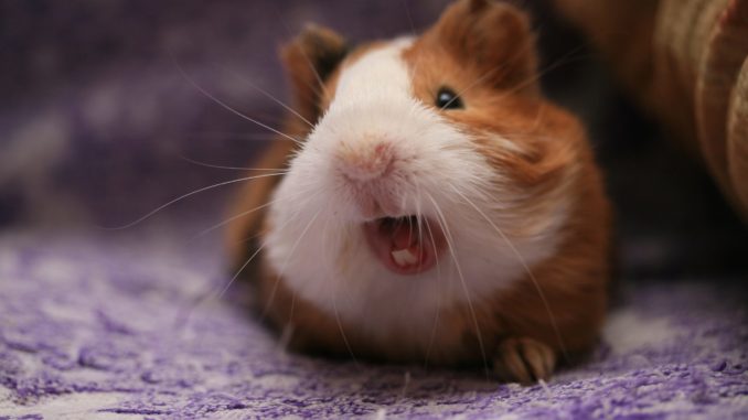 Guinea pig teeth: structure, diseases, loss and solution of possible problems (photo)