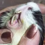 Guinea pig teeth: structure, diseases, loss and solution of possible problems (photo)