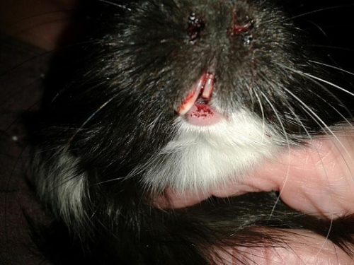 Guinea pig teeth: structure, diseases, loss and solution of possible problems (photo)