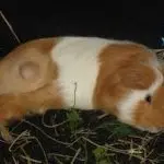 Guinea pig tumor and abscess – treatment of bumps, sores, growths on the body