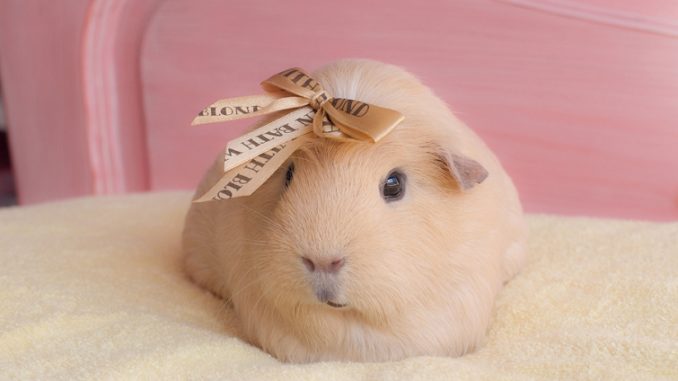 Guinea pig wont eat or drink, what should I do? Reasons for not eating.