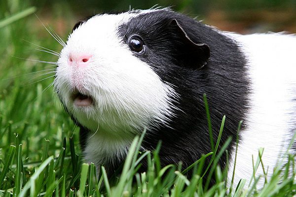 Guinea pig wont eat or drink, what should I do? Reasons for not eating.