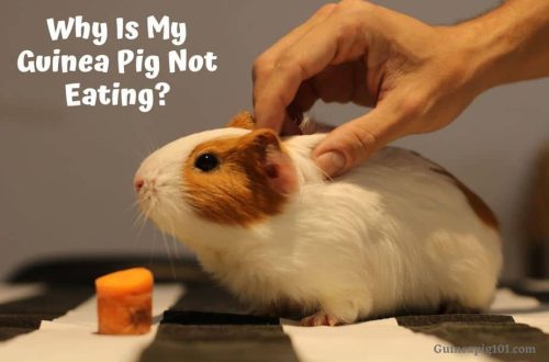 Guinea pig won&#8217;t eat or drink, what should I do? Reasons for not eating.