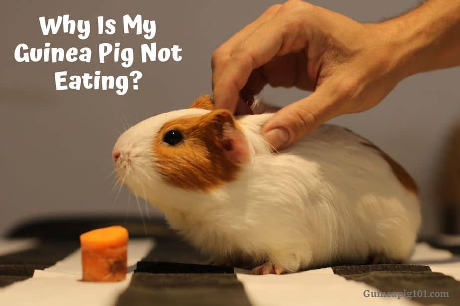 Guinea pig won&#8217;t eat or drink, what should I do? Reasons for not eating.