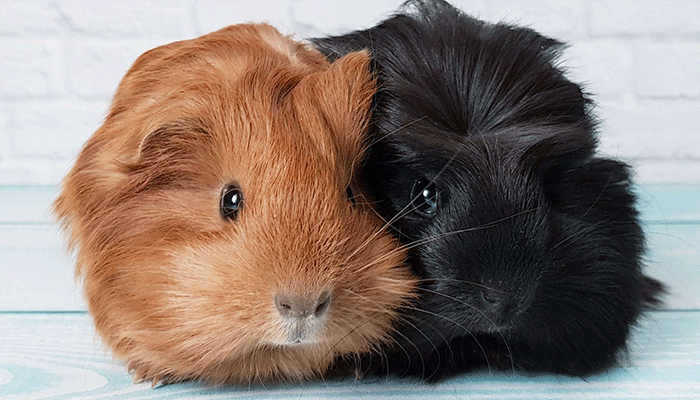 Guinea pigs - care and maintenance at home: how long they live, breeds, what they eat, diseases, reproduction and other useful information