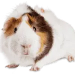 Guinea pigs – care and maintenance at home: how long they live, breeds, what they eat, diseases, reproduction and other useful information