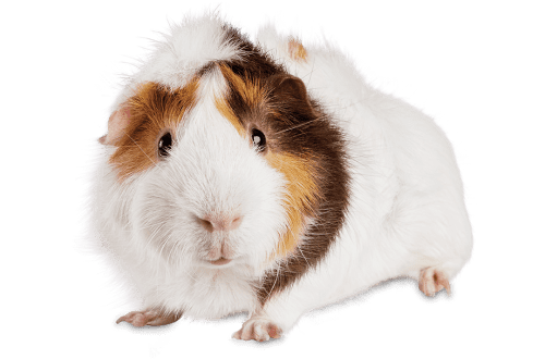 Guinea pigs &#8211; care and maintenance at home: how long they live, breeds, what they eat, diseases, reproduction and other useful information