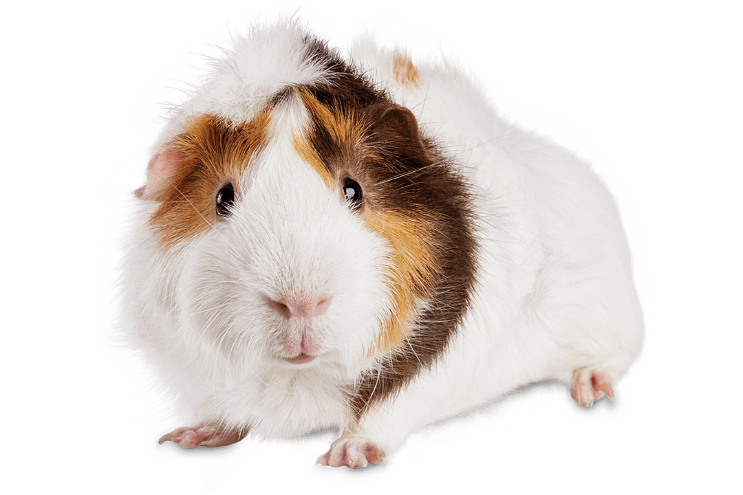 Guinea pigs &#8211; care and maintenance at home: how long they live, breeds, what they eat, diseases, reproduction and other useful information