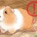 Guinea pig won&#8217;t eat or drink, what should I do? Reasons for not eating.