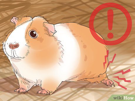 Guinea pig&#8217;s hind legs failed: causes and treatment