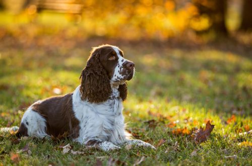 Gun dogs: breeds and features