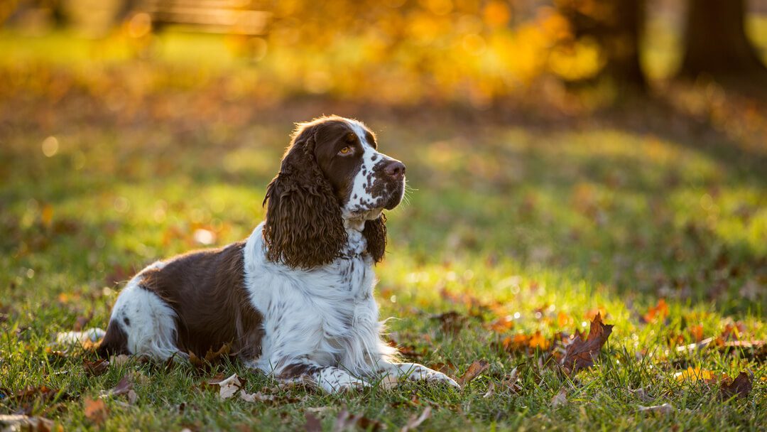 Gun dogs: breeds and features