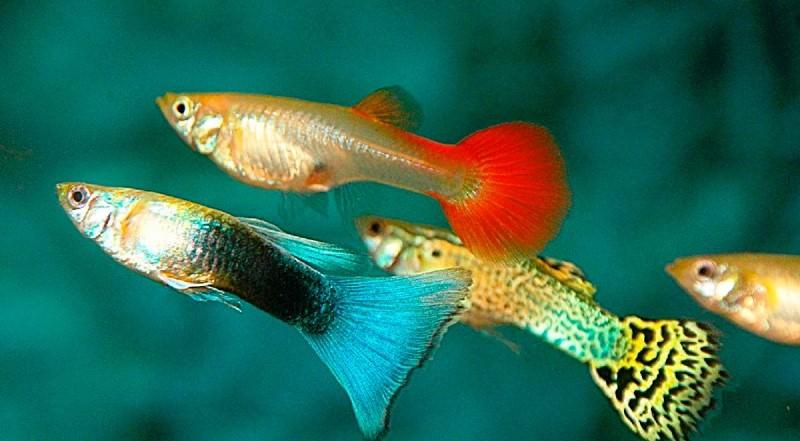 Guppy fish care and maintenance: useful recommendations