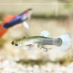Guppy fish care and maintenance: useful recommendations